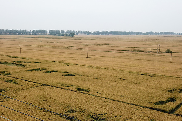 酶解技術(shù)是植物蛋白飲料配方研發(fā)的關(guān)鍵