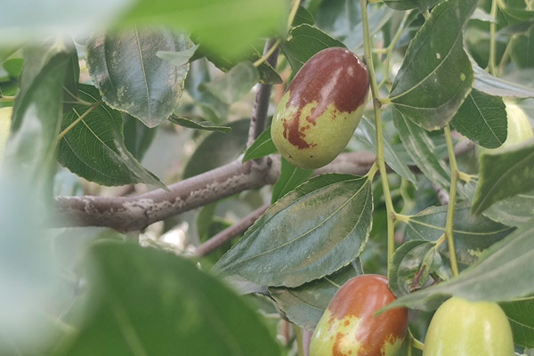 無錫飲料對于原料有哪些要求？飲料配方開發(fā)公司將詳細探討