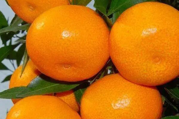 配置酒產(chǎn)品的定義及分類