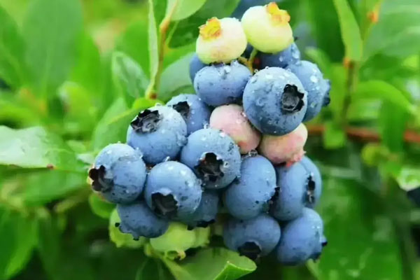 飲料產品研發(fā)廠家有哪些飲料產品研發(fā)流程