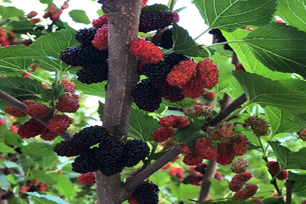 飲料產(chǎn)品研發(fā)機構(gòu)分享桑葚的開發(fā)與應(yīng)用