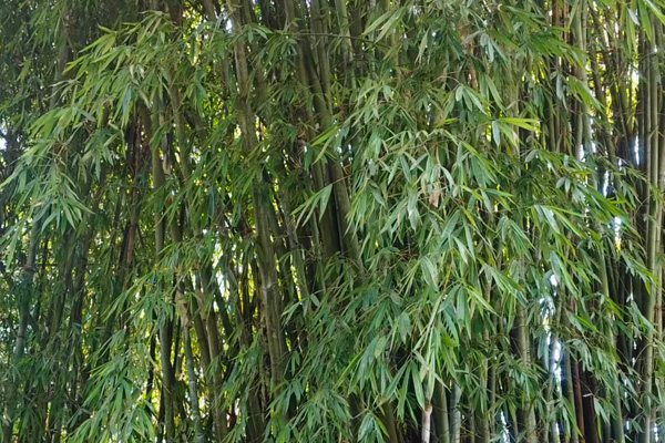 江門飲料產(chǎn)品研發(fā)設(shè)計方案